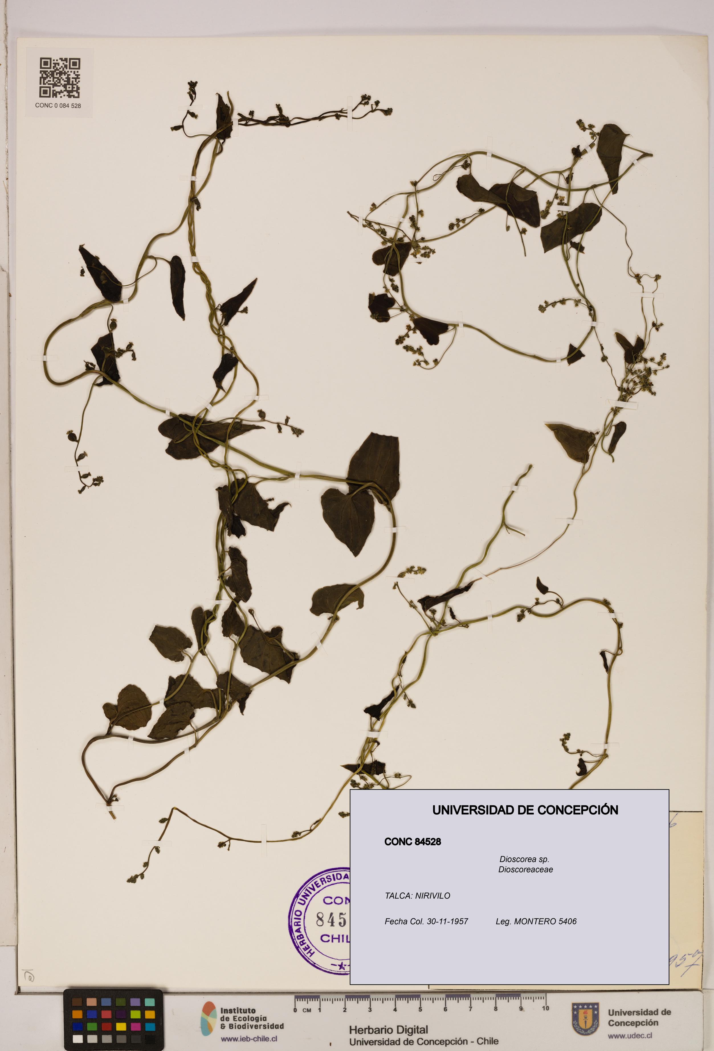Dioscorea sp. [Espécimen: ]