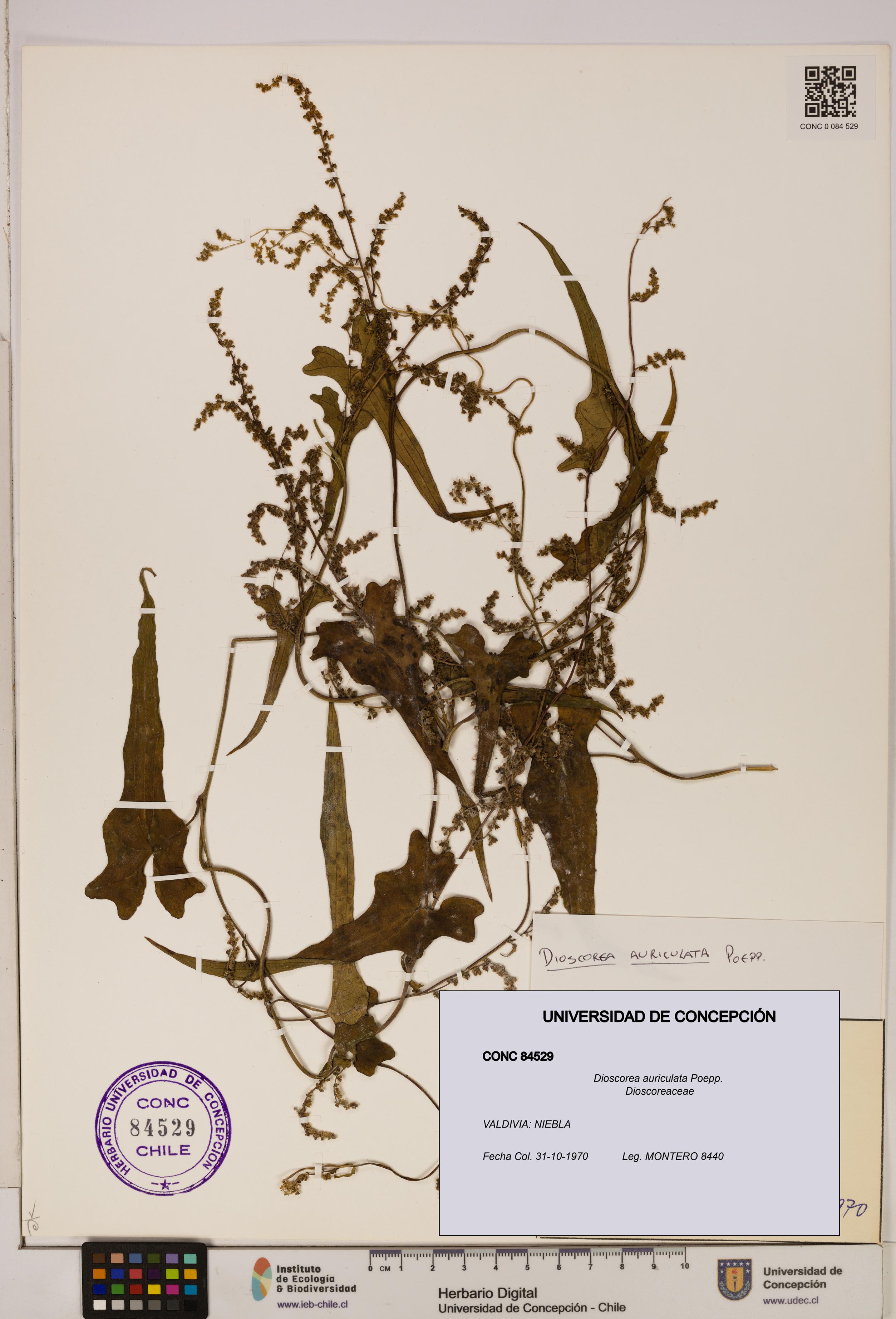 Dioscorea auriculata [Espécimen: ]