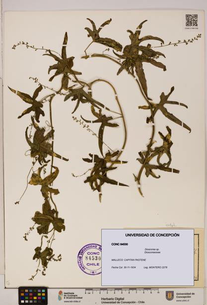 Dioscorea sp. [Espécimen: ]