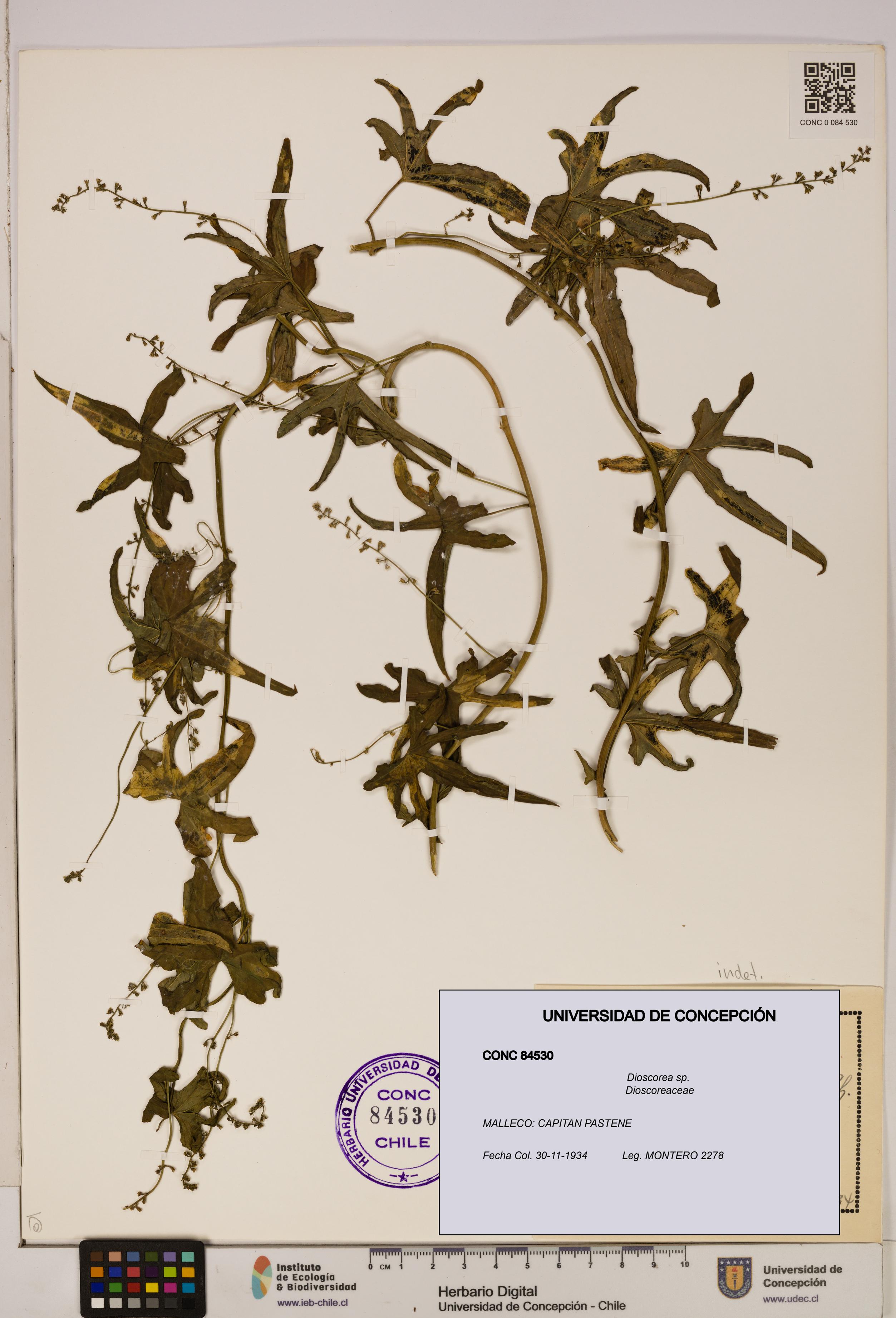 Dioscorea sp. [Espécimen: ]