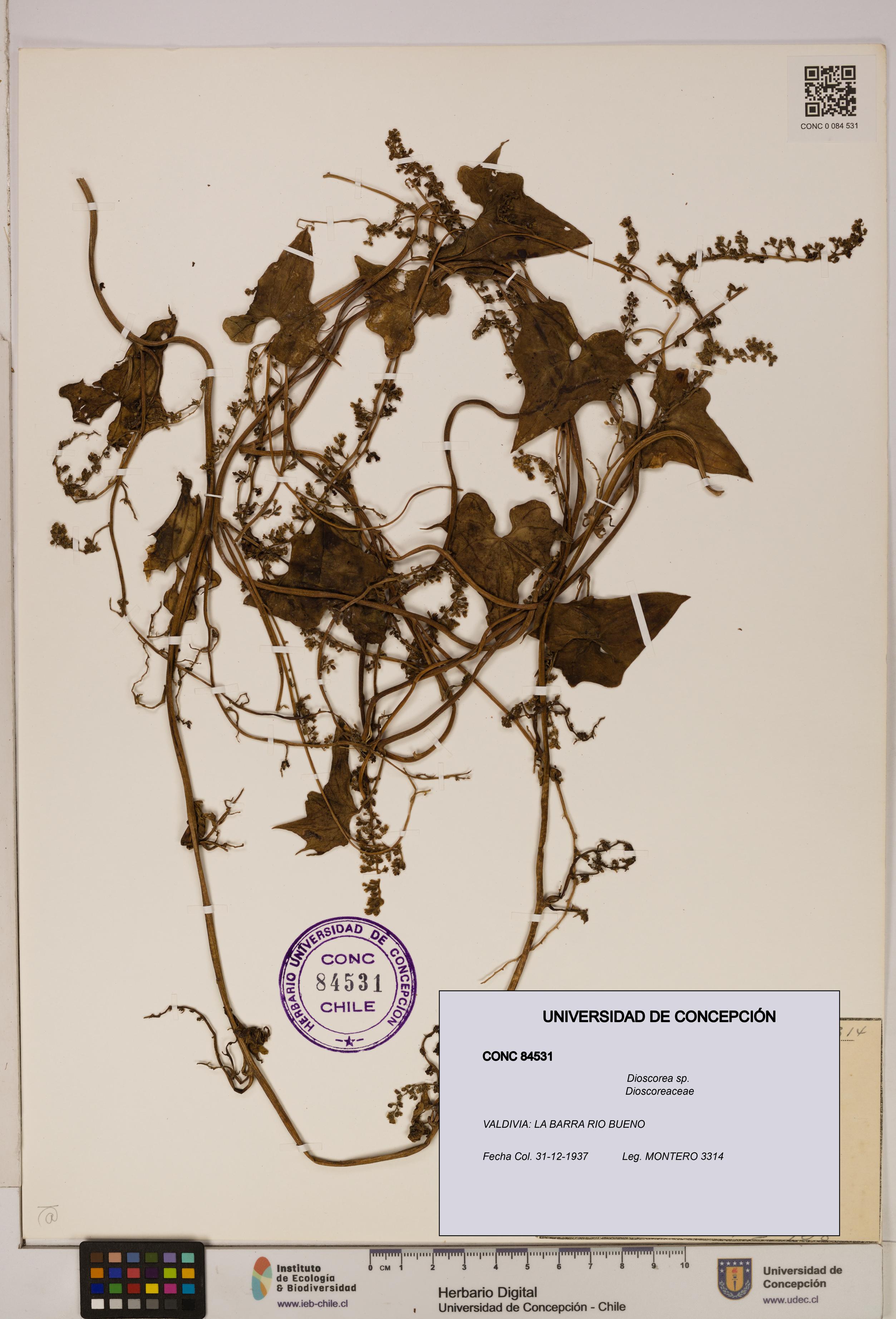 Dioscorea sp. [Espécimen: ]