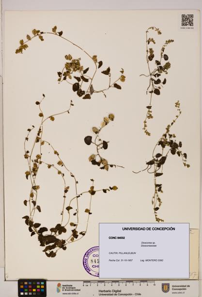 Dioscorea sp. [Espécimen: ]