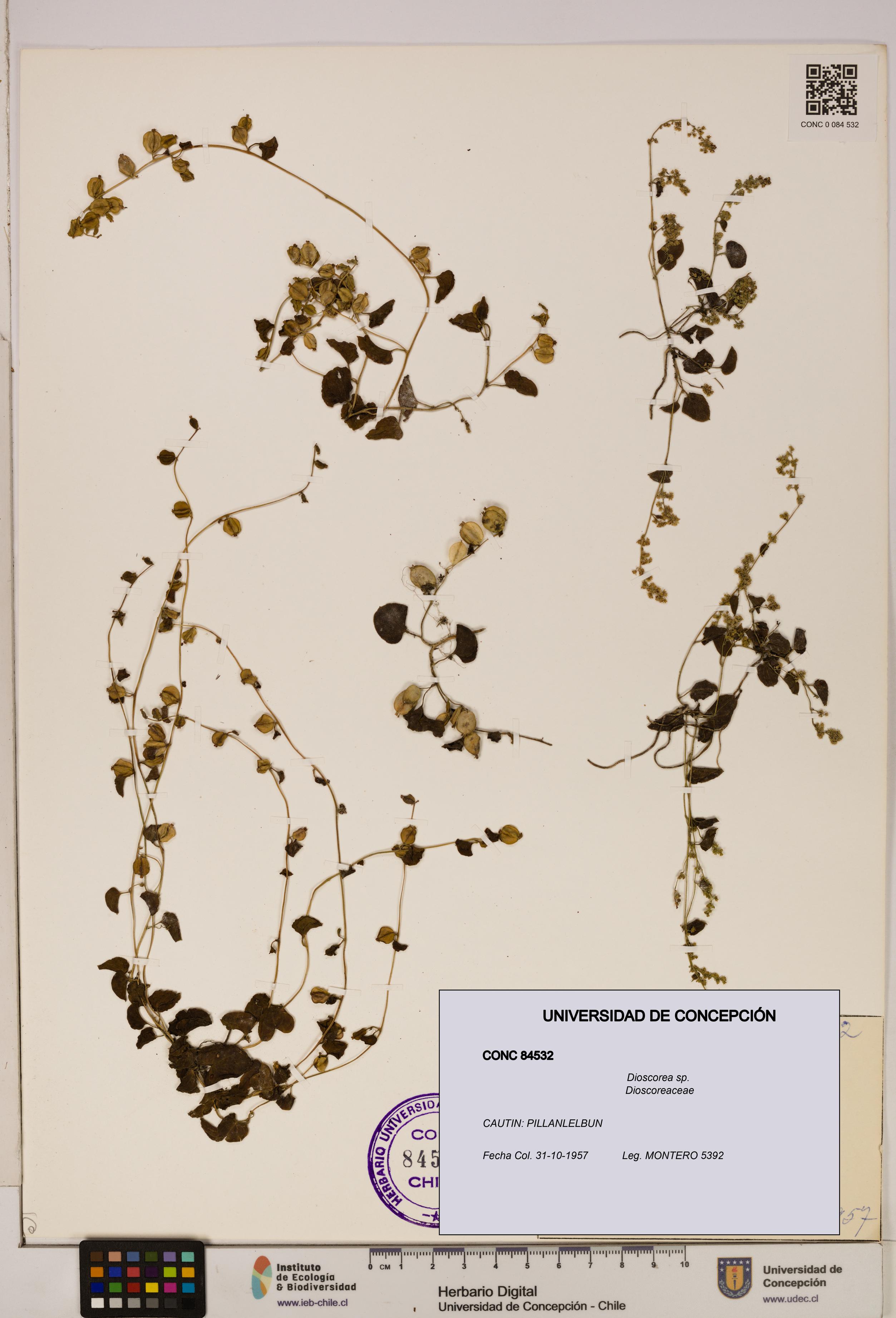 Dioscorea sp. [Espécimen: ]