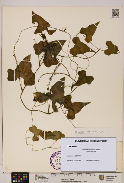 Dioscorea auriculata [Espécimen: ]