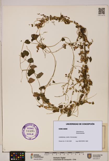 Dioscorea sp. [Espécimen: ]