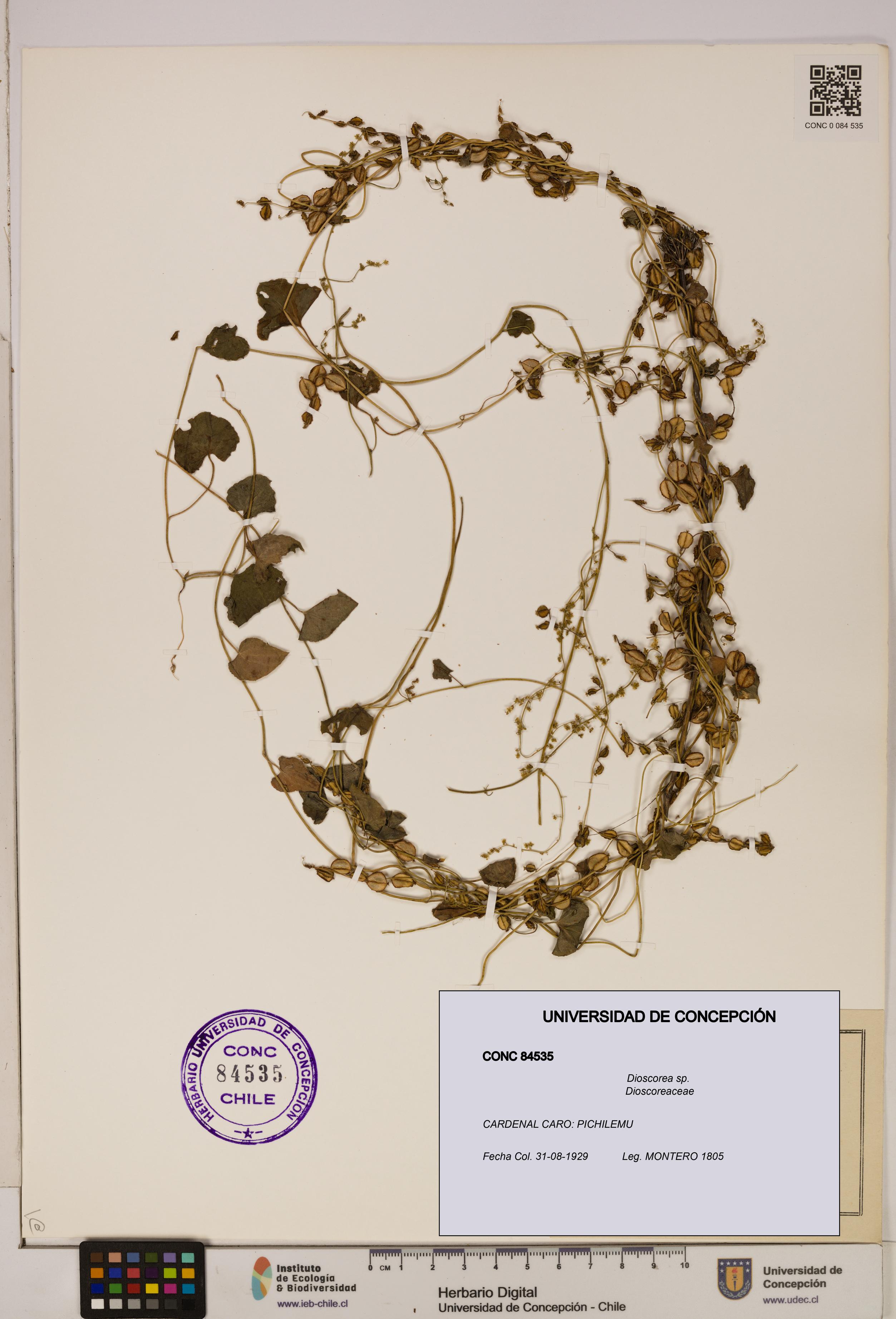 Dioscorea sp. [Espécimen: ]