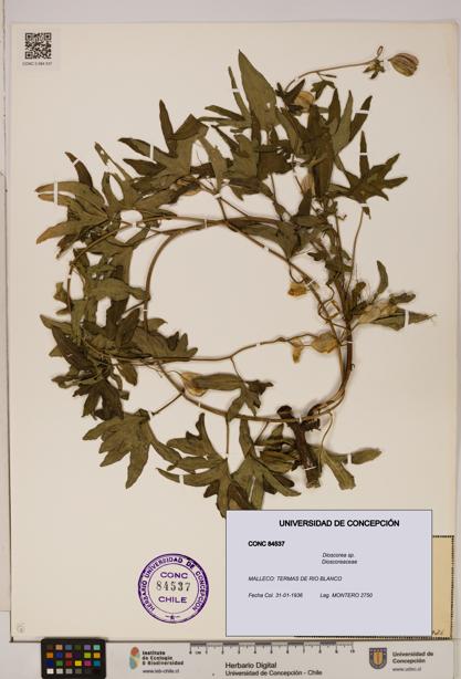 Dioscorea sp. [Espécimen: ]