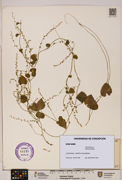 Dioscorea sp. [Espécimen: ]