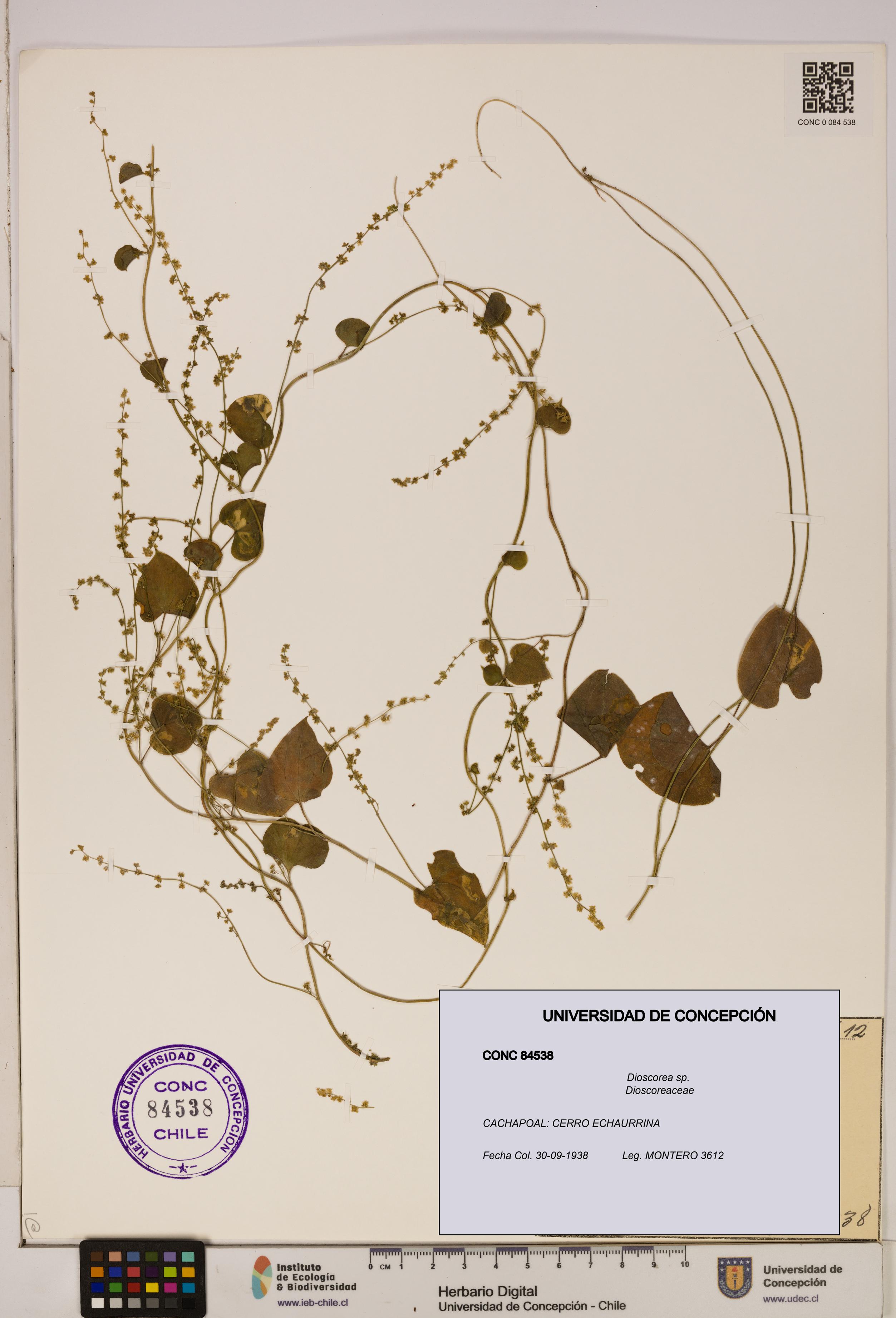 Dioscorea sp. [Espécimen: ]