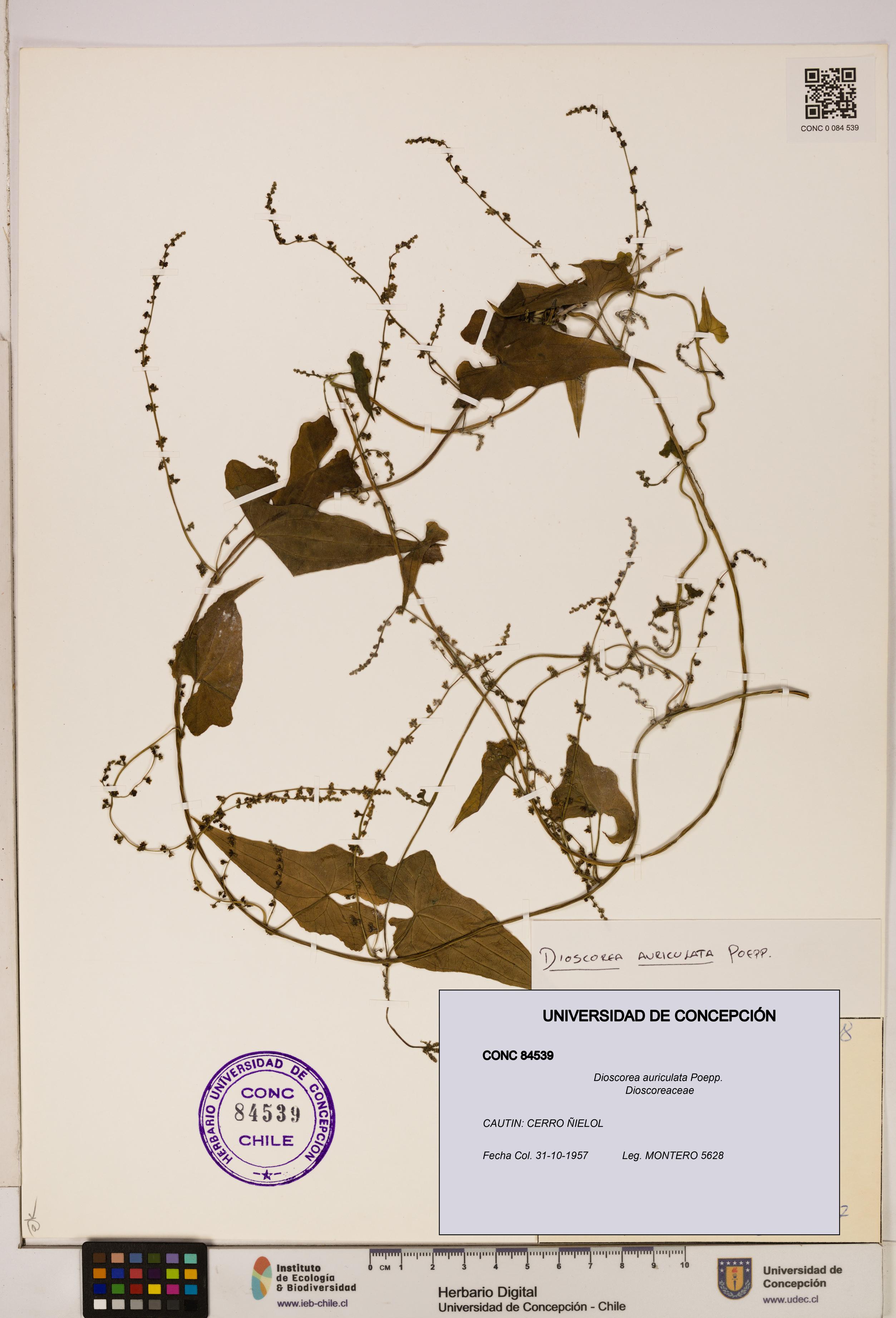 Dioscorea auriculata [Espécimen: ]