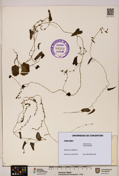 Dioscorea sp. [Espécimen: ]
