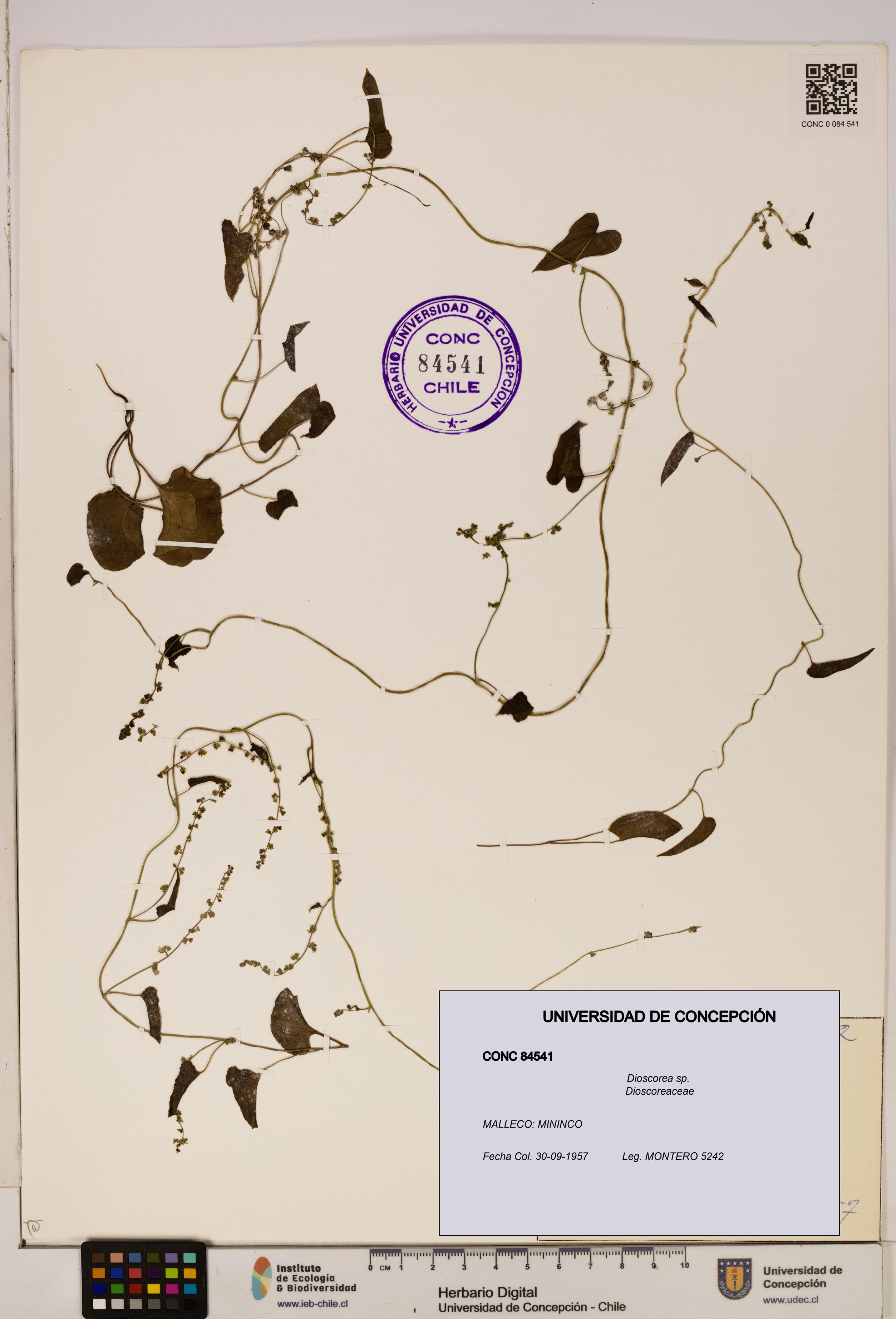 Dioscorea sp. [Espécimen: ]