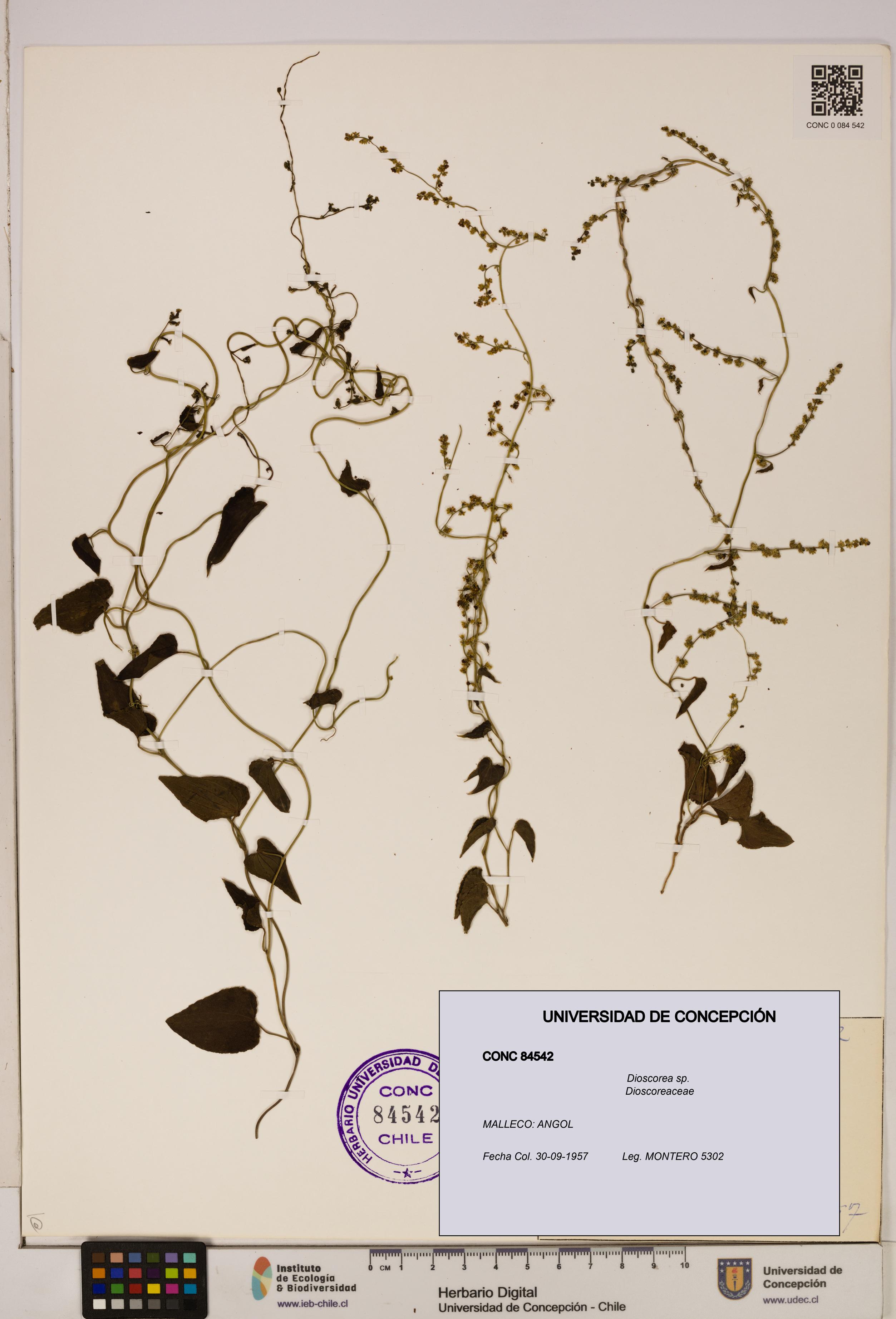 Dioscorea sp. [Espécimen: ]