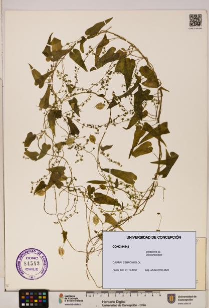 Dioscorea sp. [Espécimen: ]