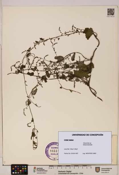 Dioscorea sp. [Espécimen: ]