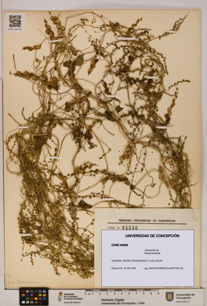 Dioscorea sp. [Espécimen: ]