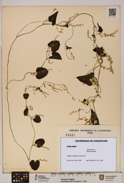 Dioscorea sp. [Espécimen: ]