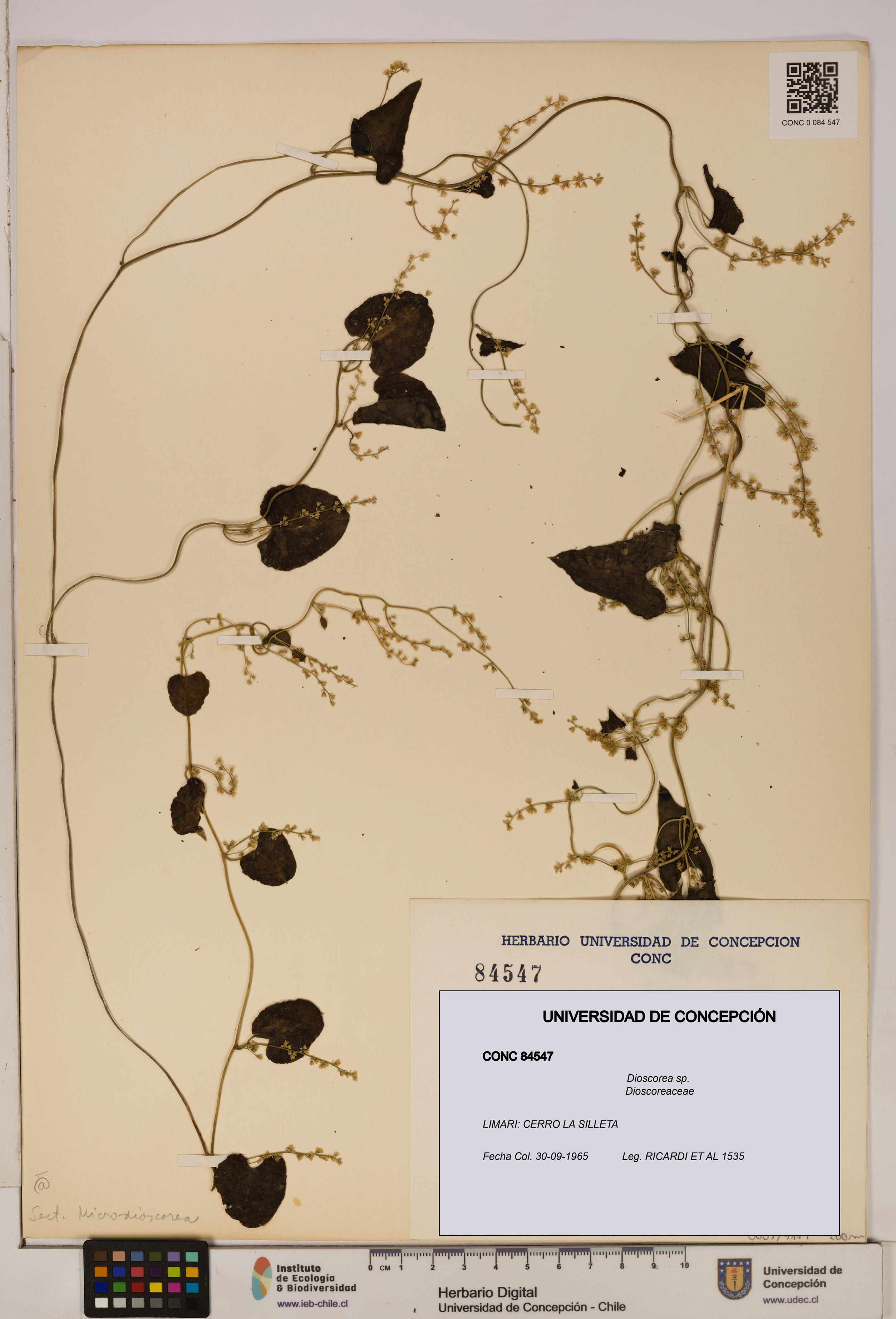 Dioscorea sp. [Espécimen: ]
