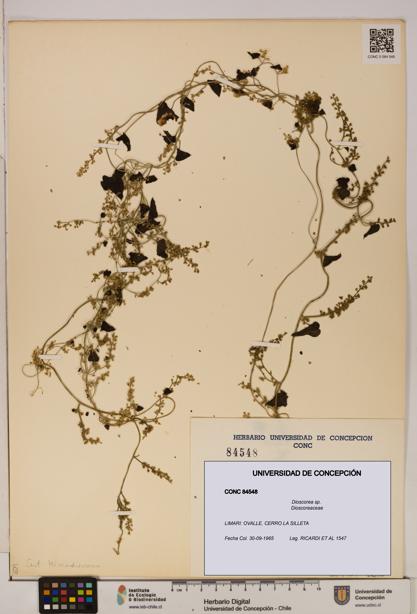 Dioscorea sp. [Espécimen: ]