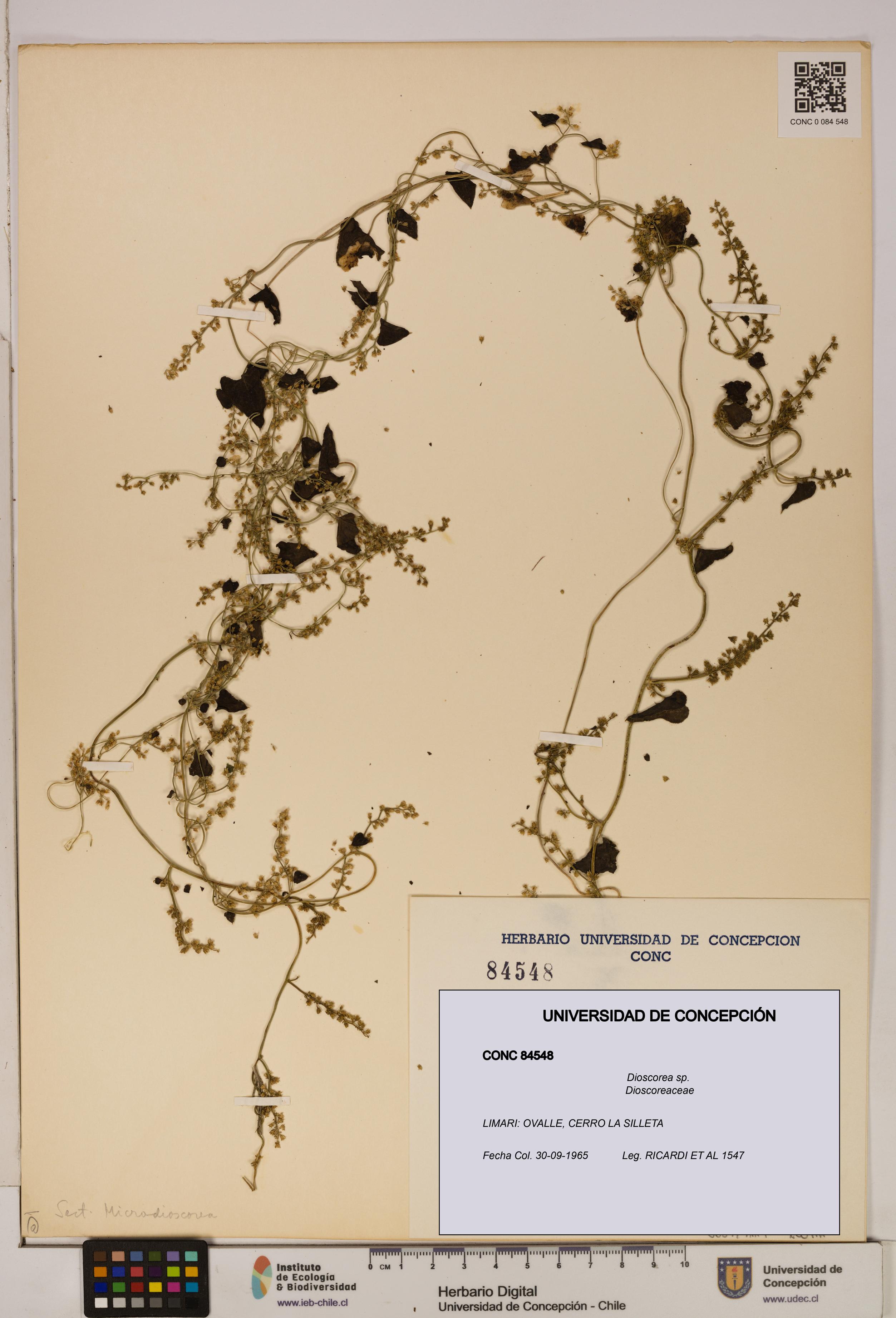 Dioscorea sp. [Espécimen: ]