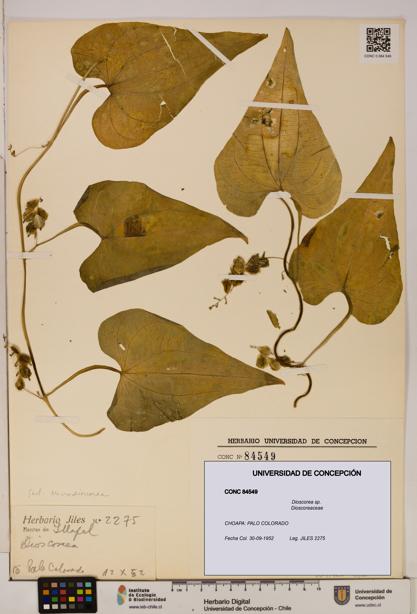 Dioscorea sp. [Espécimen: ]