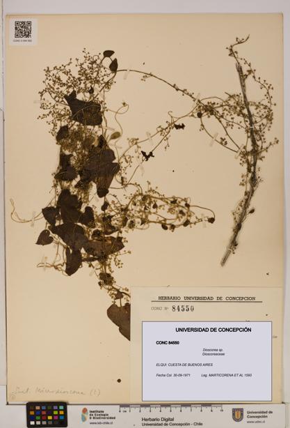 Dioscorea sp. [Espécimen: ]