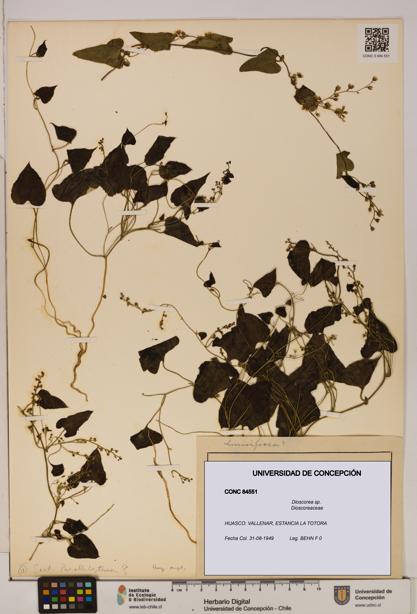 Dioscorea sp. [Espécimen: ]