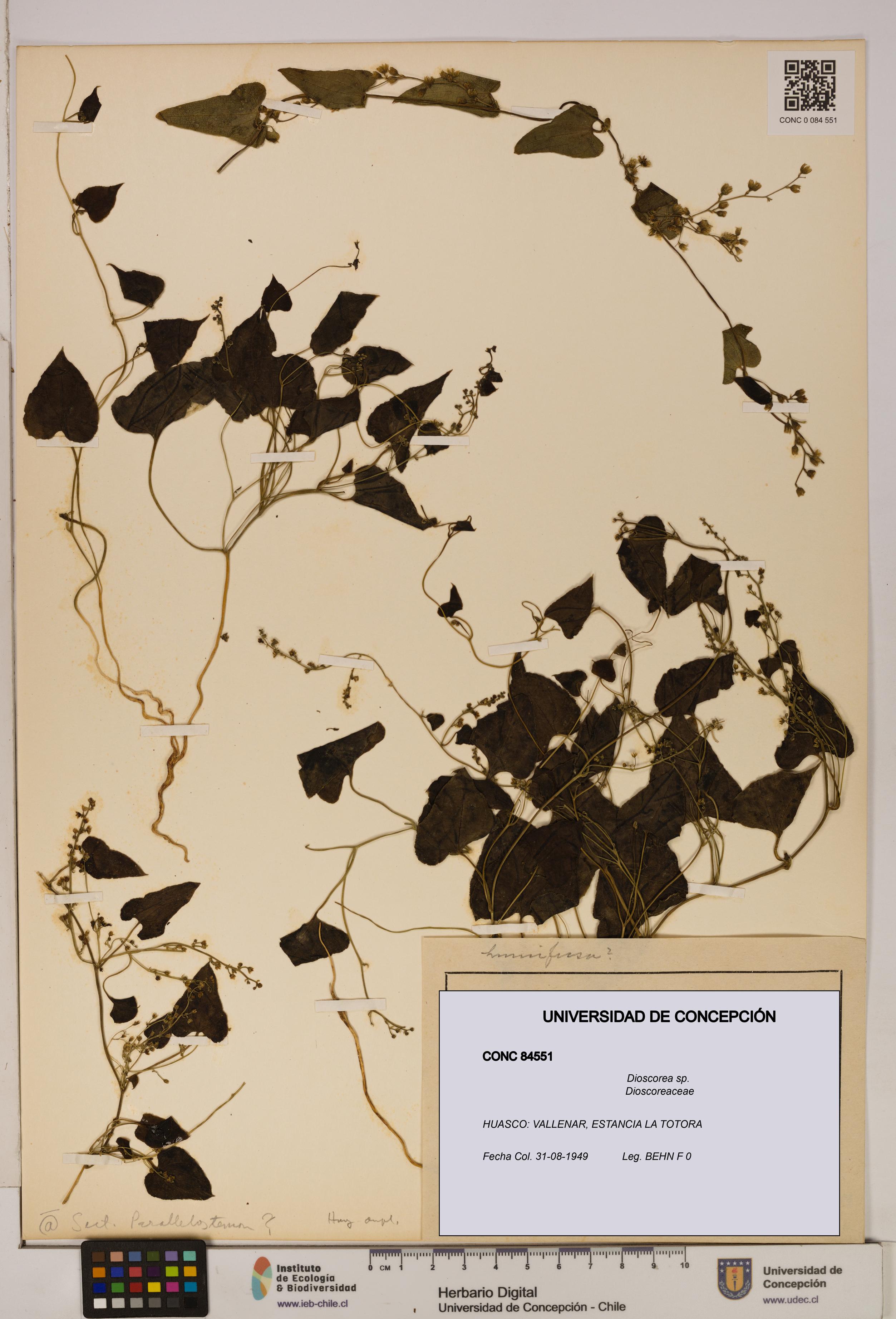 Dioscorea sp. [Espécimen: ]
