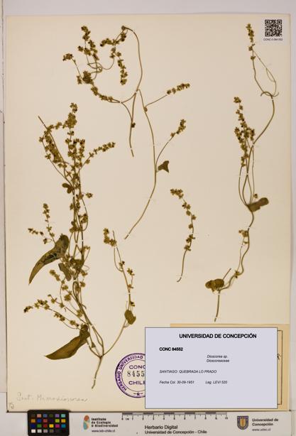 Dioscorea sp. [Espécimen: ]