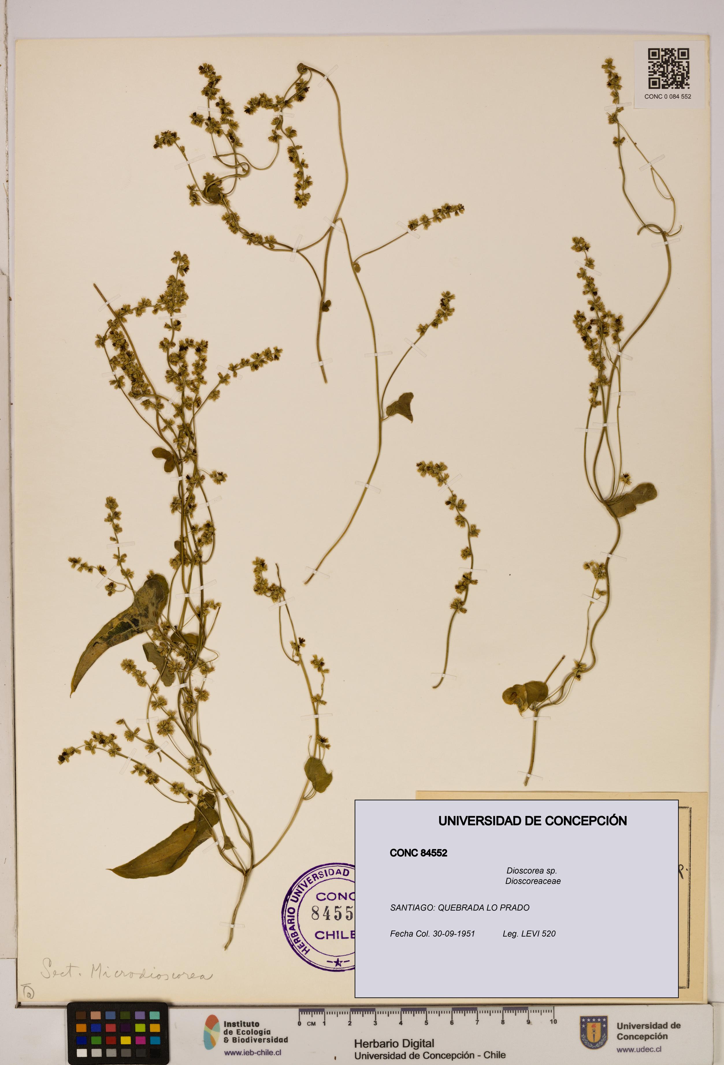Dioscorea sp. [Espécimen: ]