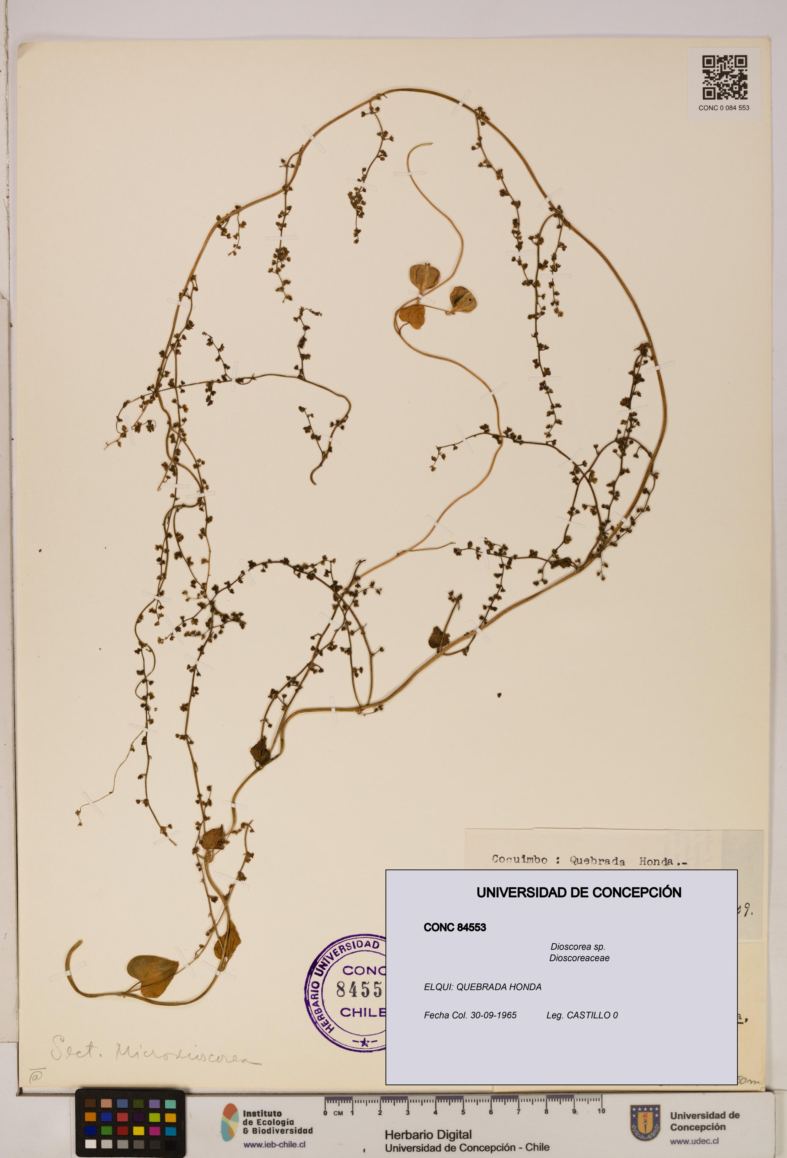 Dioscorea sp. [Espécimen: ]