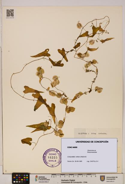 Dioscorea sp. [Espécimen: ]