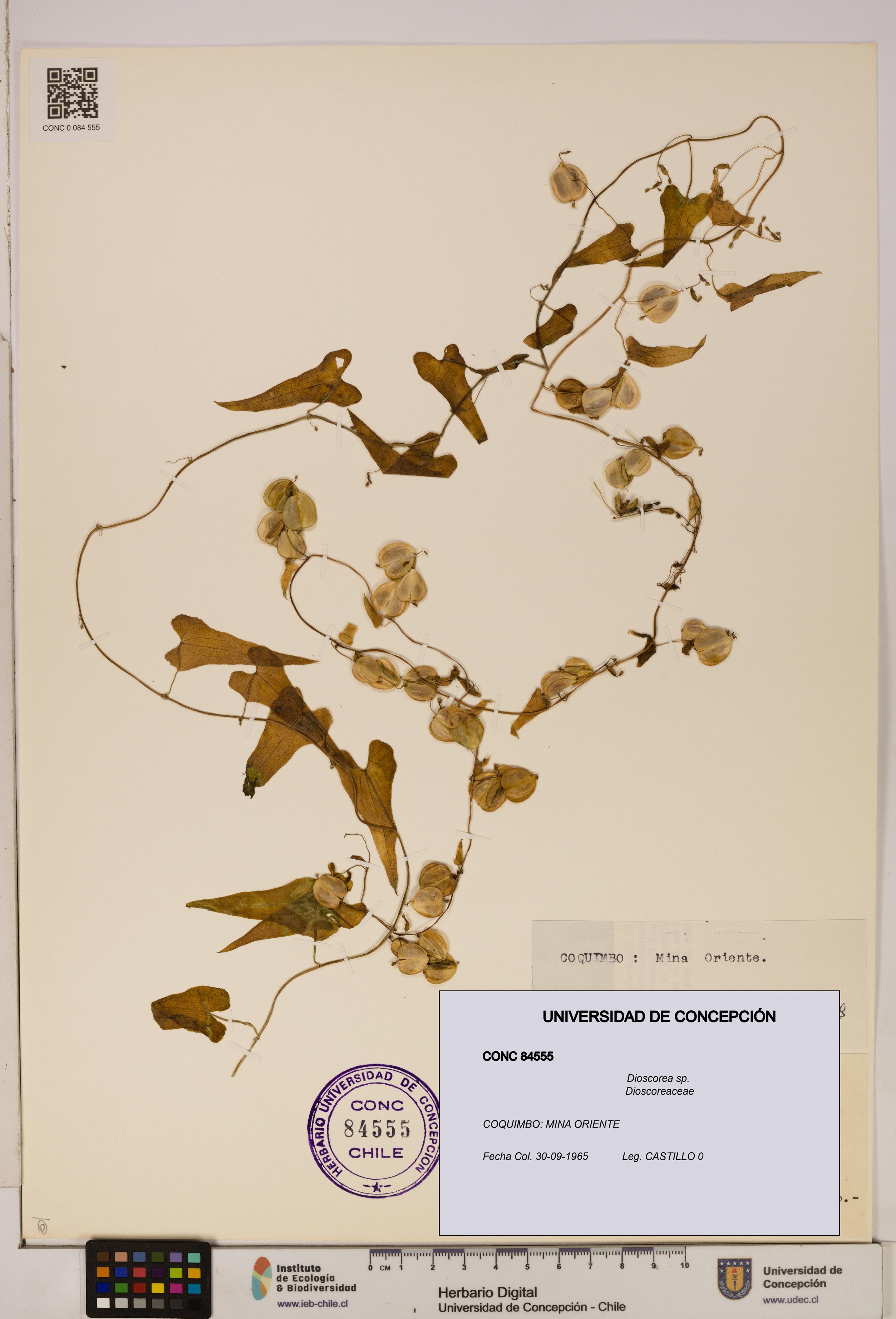 Dioscorea sp. [Espécimen: ]