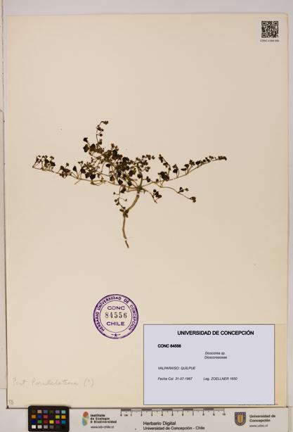 Dioscorea sp. [Espécimen: ]