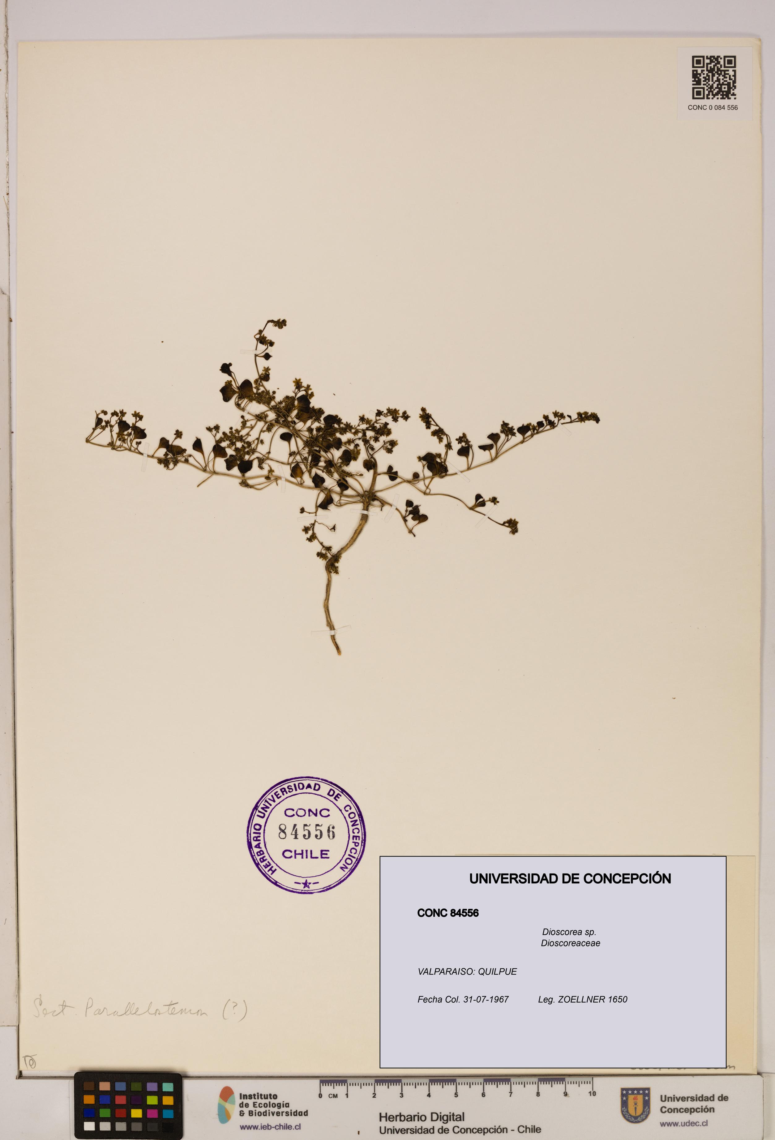 Dioscorea sp. [Espécimen: ]