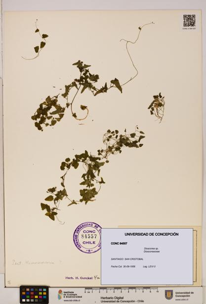 Dioscorea sp. [Espécimen: ]