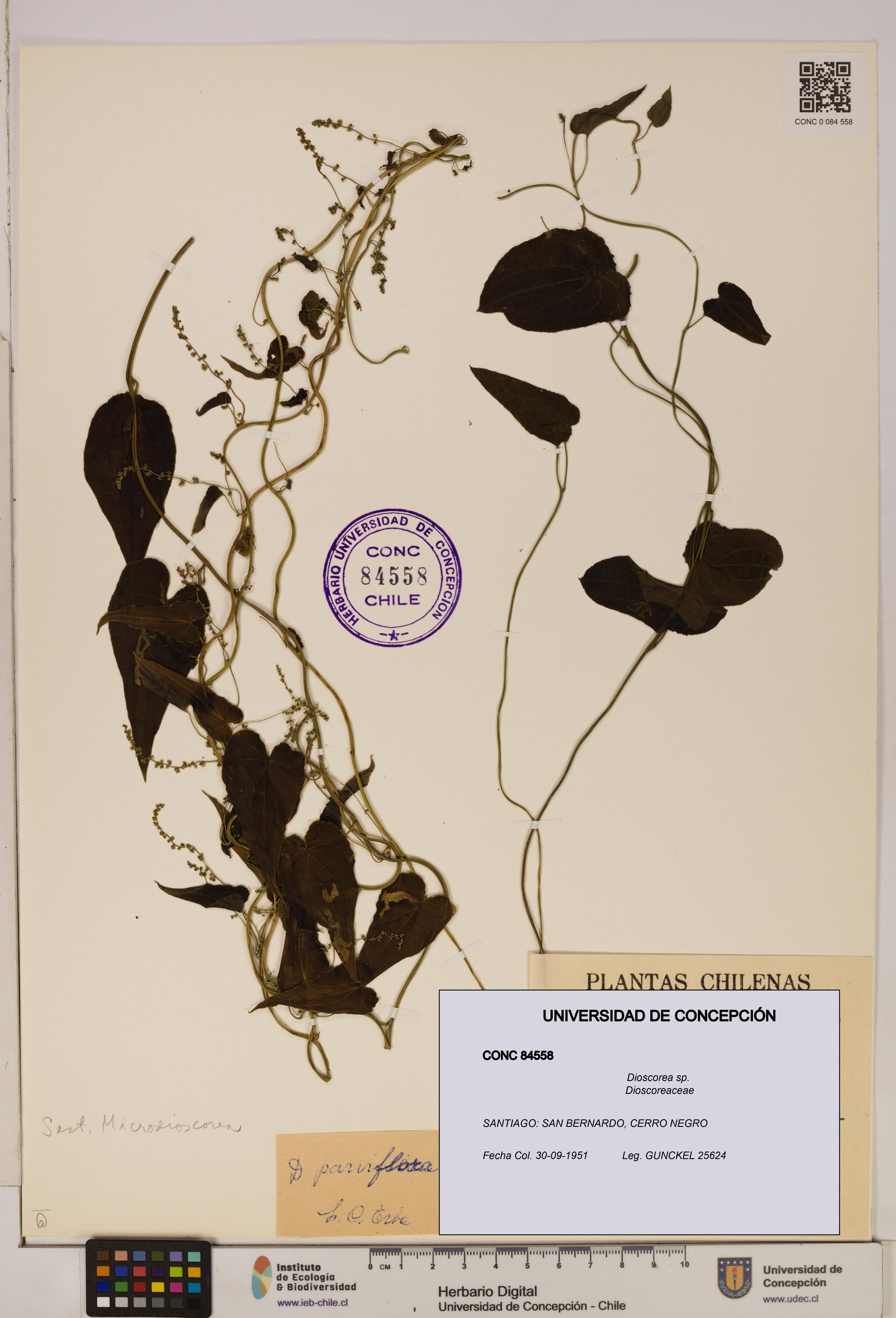 Dioscorea sp. [Espécimen: ]