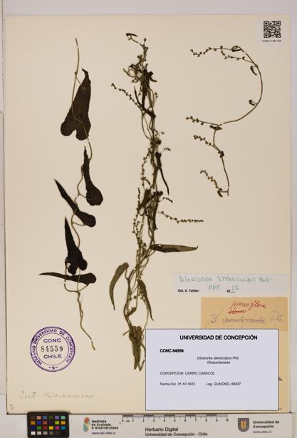 Dioscorea stenocolpus [Espécimen: ]