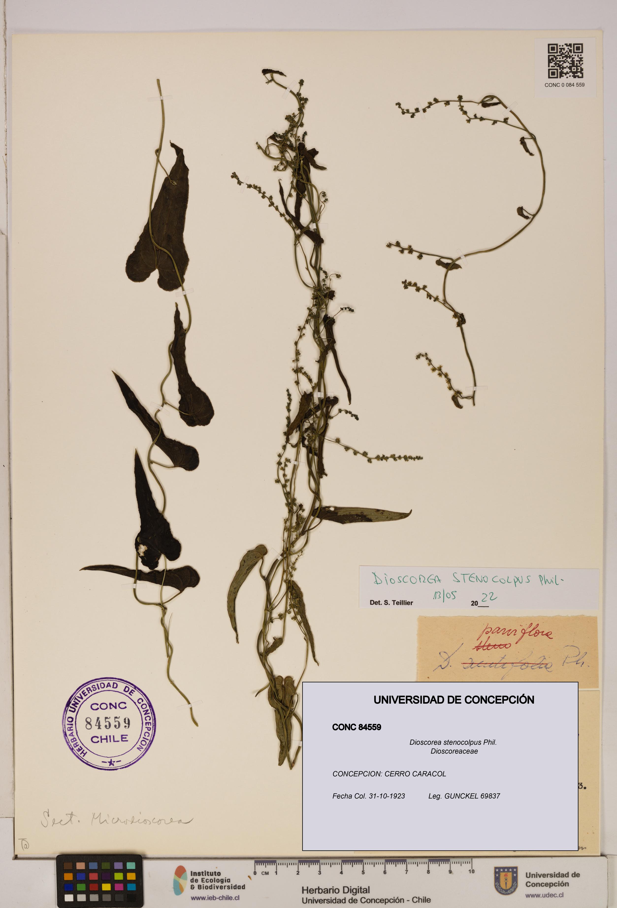 Dioscorea stenocolpus [Espécimen: ]