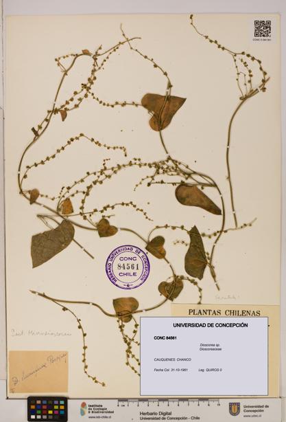 Dioscorea sp. [Espécimen: ]