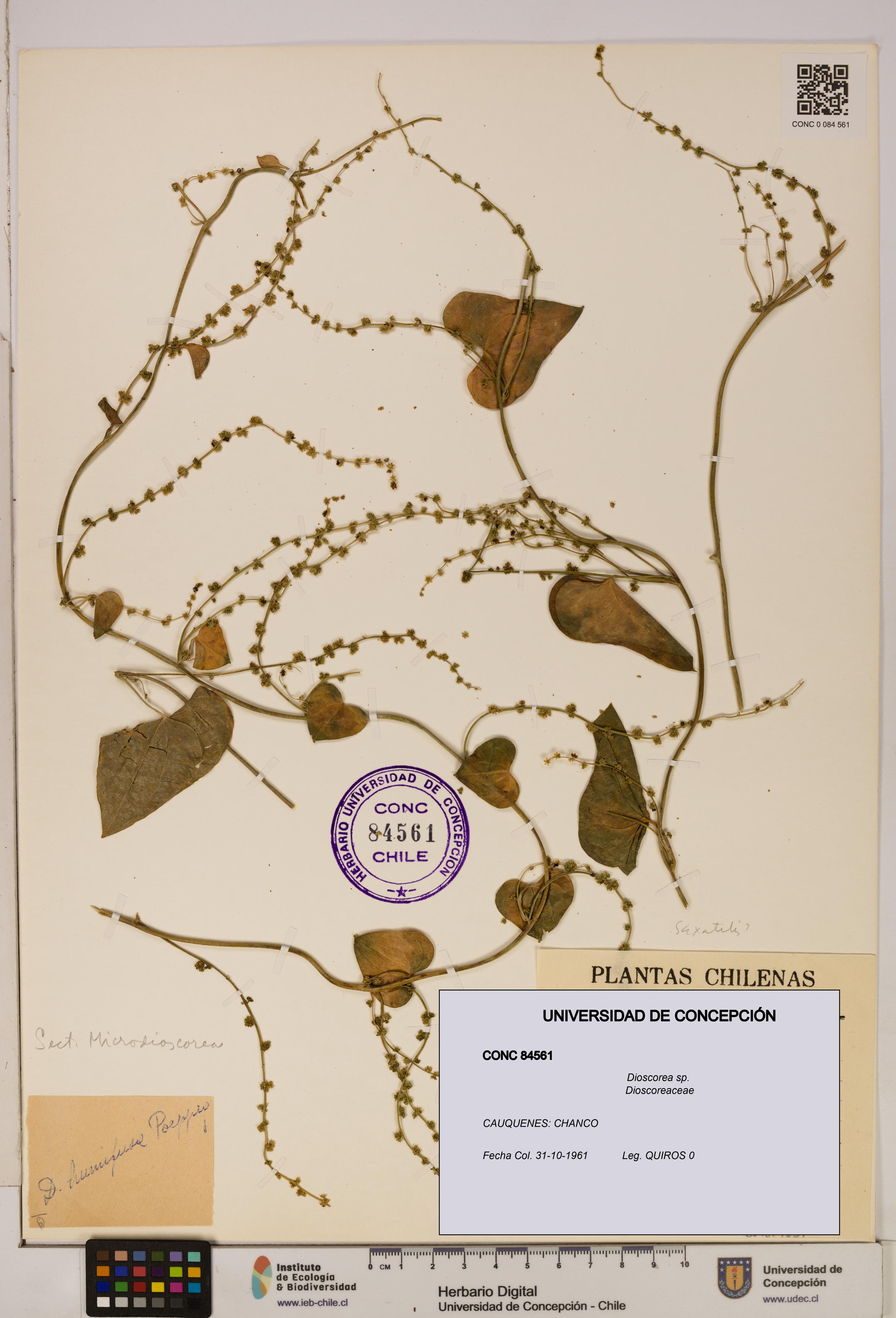 Dioscorea sp. [Espécimen: ]