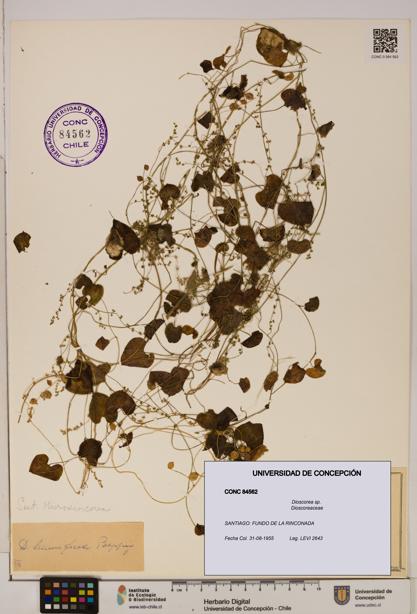 Dioscorea sp. [Espécimen: ]