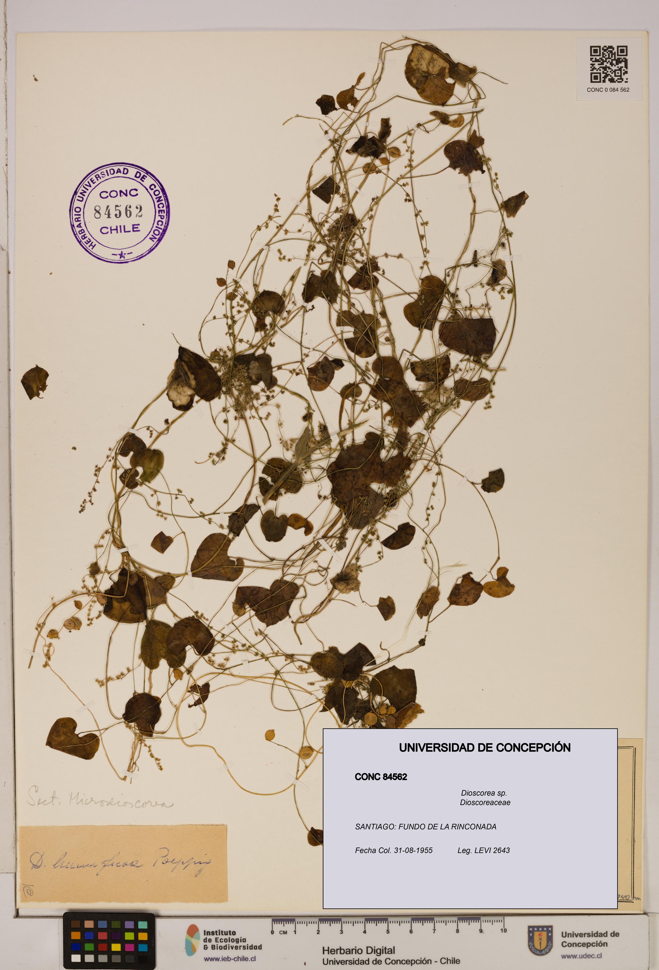Dioscorea sp. [Espécimen: ]