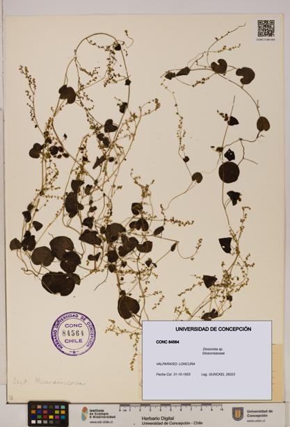 Dioscorea sp. [Espécimen: ]