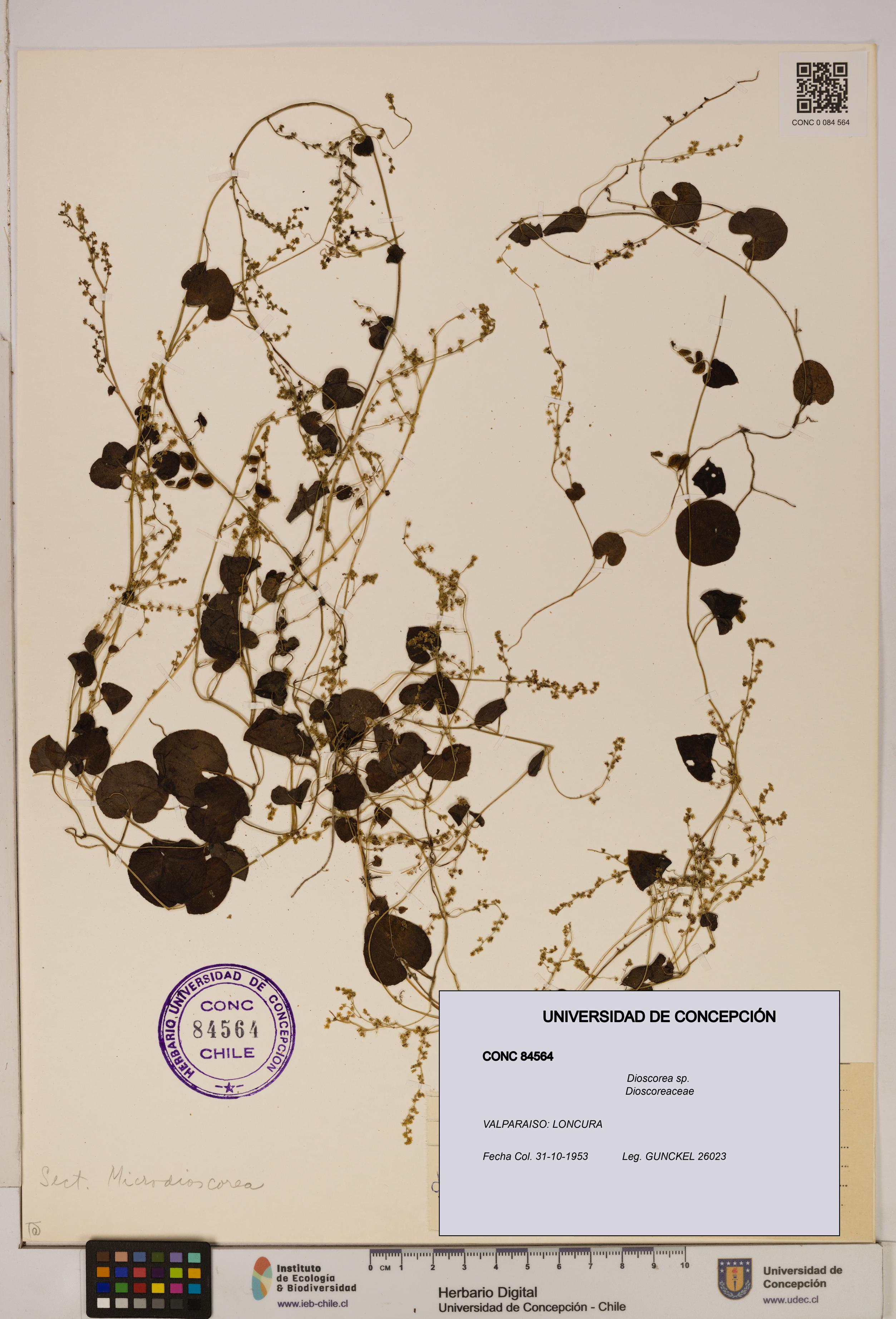 Dioscorea sp. [Espécimen: ]