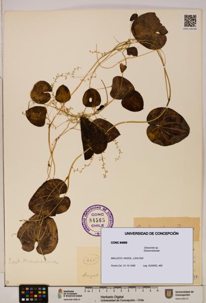 Dioscorea sp. [Espécimen: ]