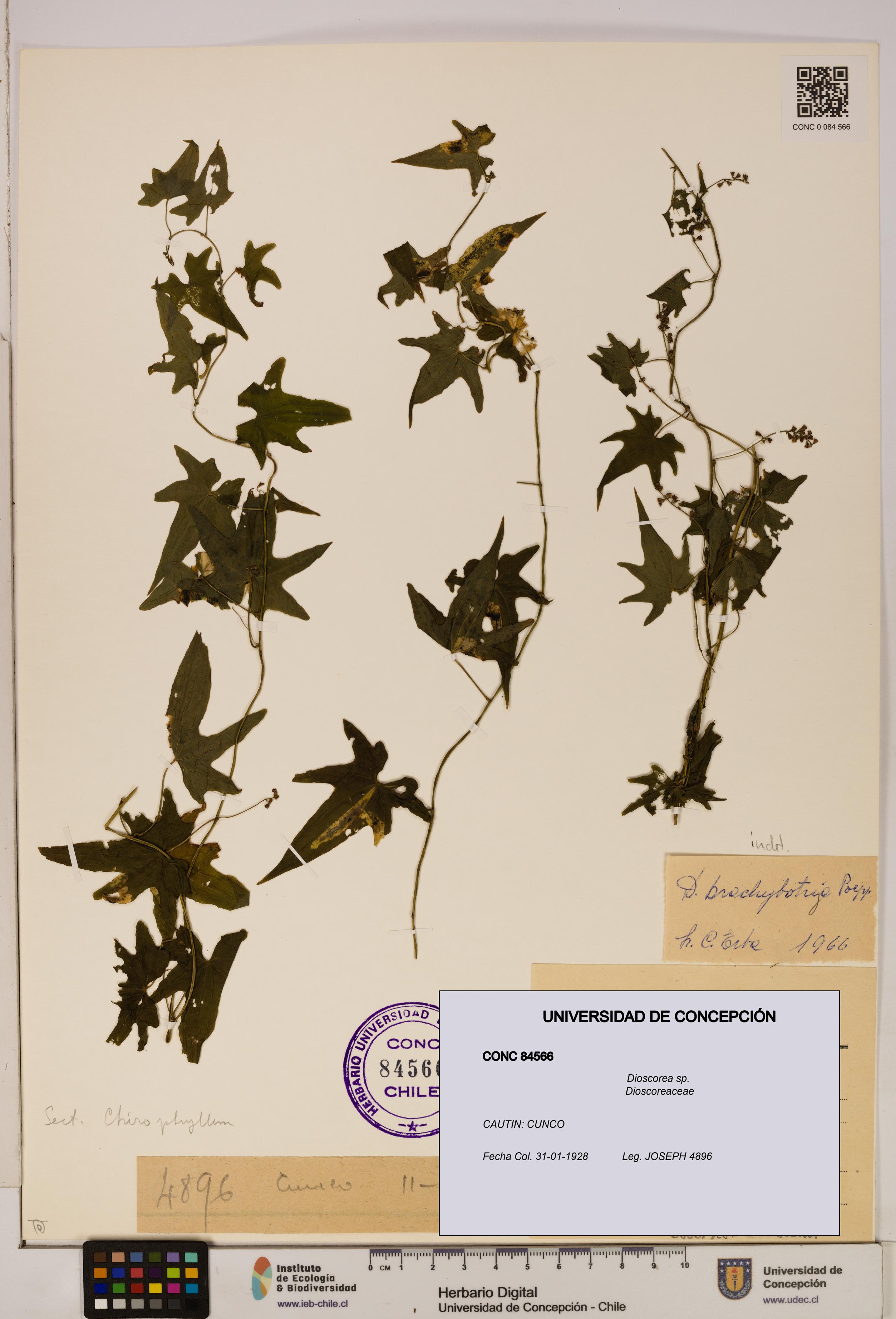 Dioscorea sp. [Espécimen: ]