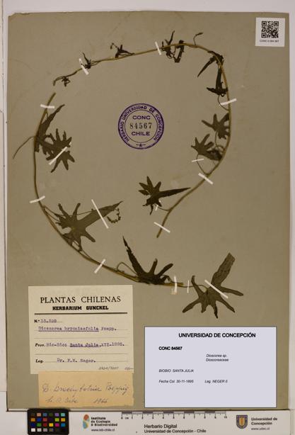 Dioscorea sp. [Espécimen: ]