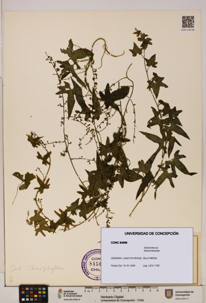 Dioscorea sp. [Espécimen: ]
