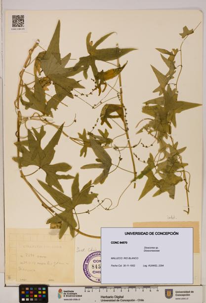 Dioscorea sp. [Espécimen: ]